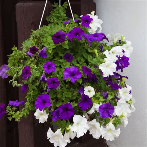 We did not find results for: Top 10 Plants for Balcony in India