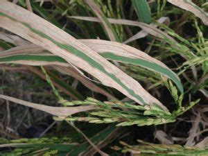 A Tool That Tracks And Stops Bacterial Blight Outbreaks In Rice Rice
