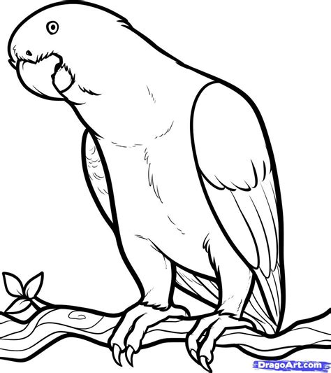 Group of five african animals. free coloring page of african animals | African Grey, African Grey Parrot, Step by Step, Birds ...