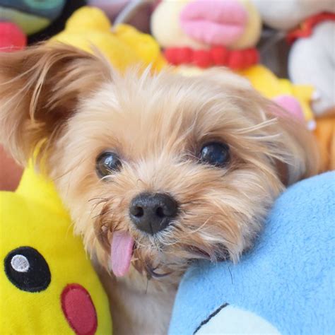 7+ foto Roo the Yorkie Poo, ini anjing mungil yang ...
