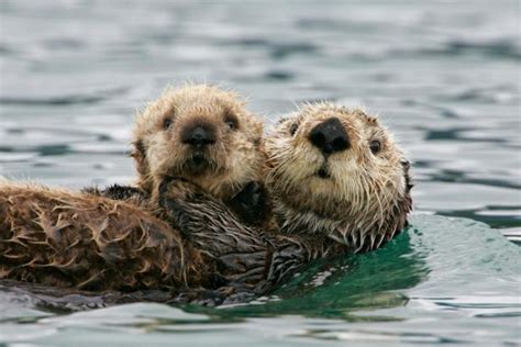 How Hungry Sea Otters Benefit Eelgrass Reproduction Nature And Wildlife Discovery