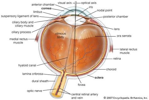 Ora Serrata Anatomy Britannica