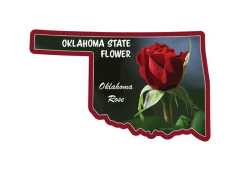 Oklahoma State Flower Oklahoma Rose 5x3 Inch Sticker Decal Ebay