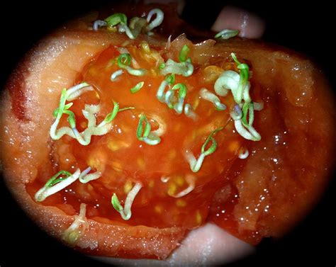 Tomato Growing Inside Photograph By Pretchill Smith