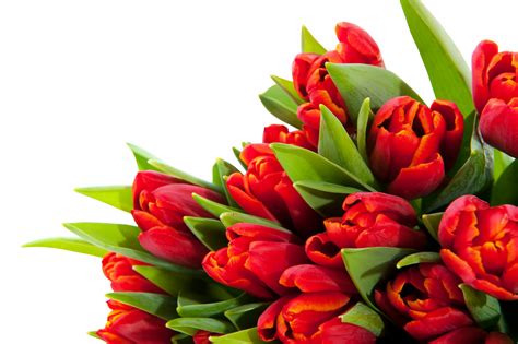 Are you searching for bunch of flowers png images or vector? Download Bouquet Of Flowers PNG Image for Free