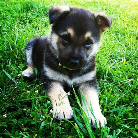We did not find results for: Shep -German shepherd puppy | Shepherd puppies, Puppies, Cute dog pictures