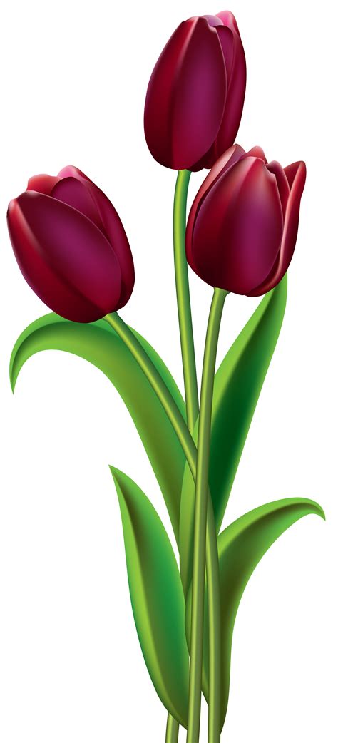 Tulips Png Image Tulips Flower