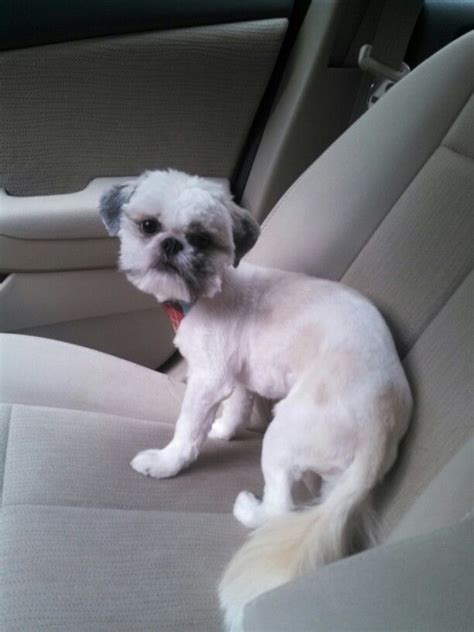 That S One Naked Shih Tzu Lol Here In Louisiana Its Pretty Hot So