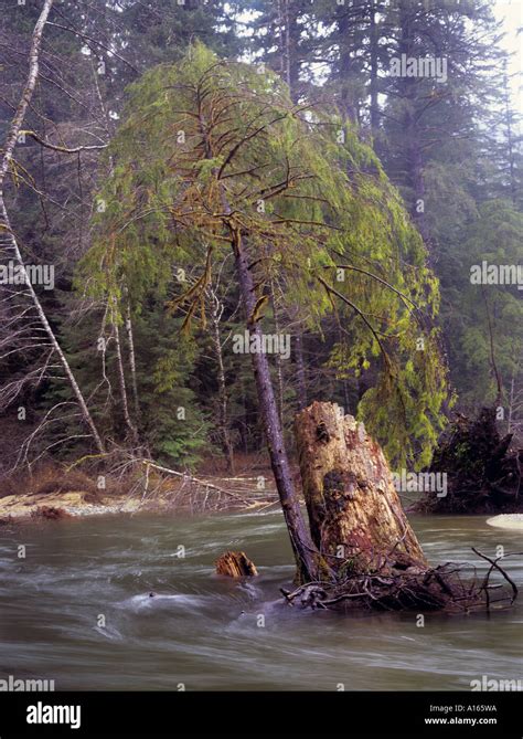 Western Red Cedar Washed Down Carmanah Valley In Flood Temperate Rain