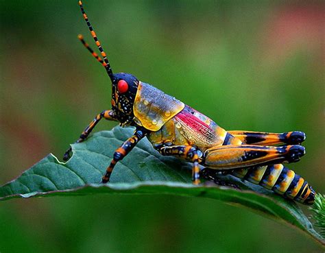 Insect Explorer In 2020 Insects Cool Insects Beautiful Bugs