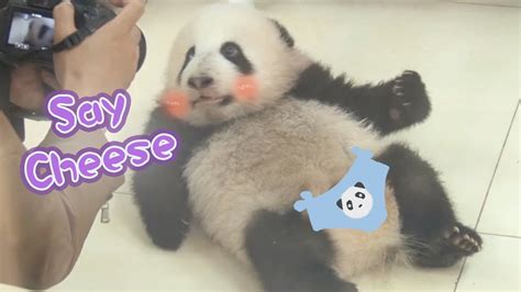 Nannies Taking Pictures Of Pandas Ipanda Youtube