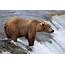Grizzly Bear Fishing For Salmon Photograph By Jurgen And Christine Sohns