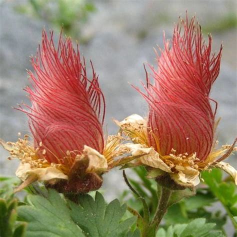 Geum Reptans Seed Heads Also Known As Wood Avens Herb Bennet Colewort