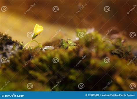 Flower And Moss Stock Photo Image Of Flower Blossom 178463826
