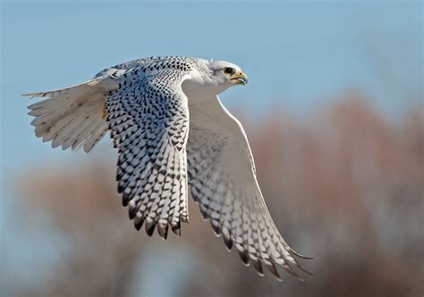 White Peregrine Falcon