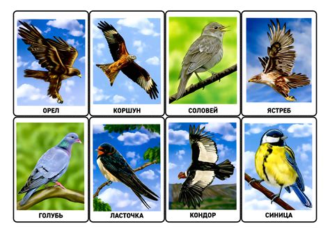 Птицы Картинки Для Детей Карточки — Фото Картинки
