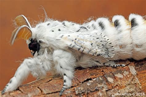 Jjs Photographic Nature Blog The Most Dangerous Caterpillar Species