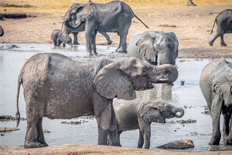 Groep Olifanten Bij Een Watergat In Het Kruger National Park Zuid