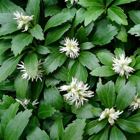 This herbaceous perennial evergreen is medium in size, growing from 8 to 10 inches in height, and spreading by basal. Pachysandra terminalis - Plant ID @ HCP