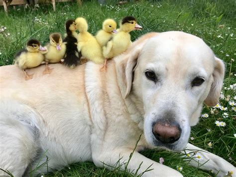 A Labrador Retriever Adopts 9 Ducklings And Its Wonderful Daily