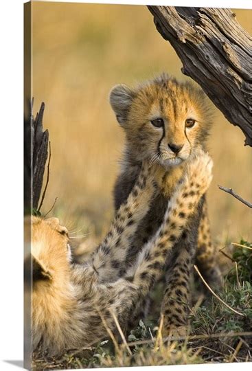 Cheetah Cubs Playing Maasai Mara Reserve Kenya Photo Canvas Print