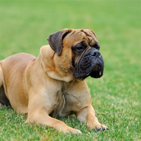 Top 40 Largest Dog Breeds With Photos