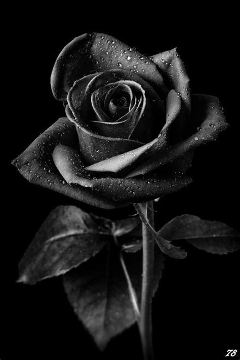 Pin by mona lisa on art in 2020 | black aesthetic wallpaper, rose images, black wallpaper. Black Rose- Aesthetic Challenge | Yaoi Worshippers! Amino