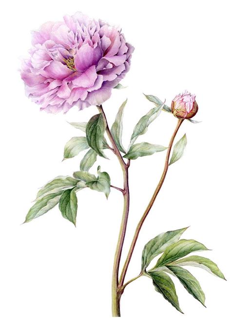 Pin By Atri Arief On Marianne Grundy Flower Illustration Botanical