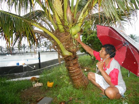 Sebenarnya memkasimalkan kelapa sawit agar mau berbuah lebat dan unggul itu cukup mudah. Bibit Tanaman Buah Langka Unggul Daerah Kota Blitar Jenis ...