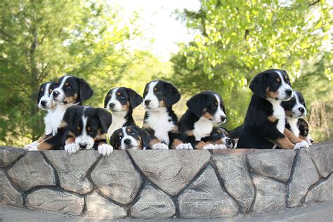 Entlebucher Mountain Dog Puppies Rescue Pictures Information
