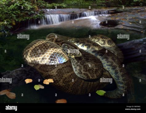Anaconda Water Boa Eunectes Murinus Immersed Stock Photo Alamy