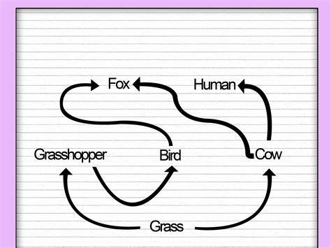 How To Draw A Food Web 11 Steps With Pictures Wikihow