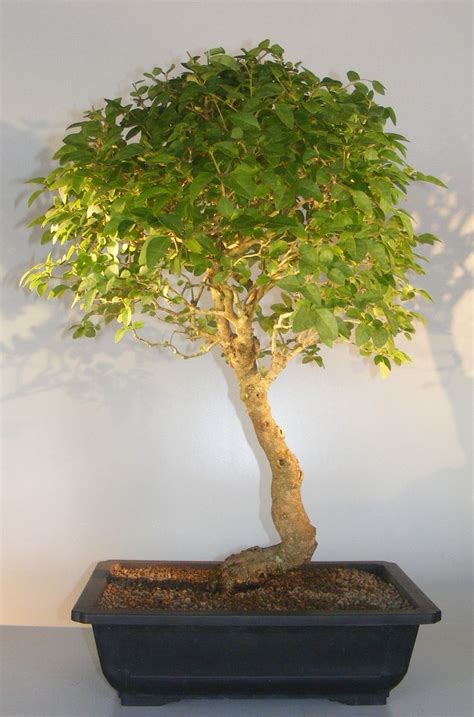 People are often intimidated by growing a bonsai tree; Flowering Ligustrum Bonsai TreeCurved Trunk Style ...