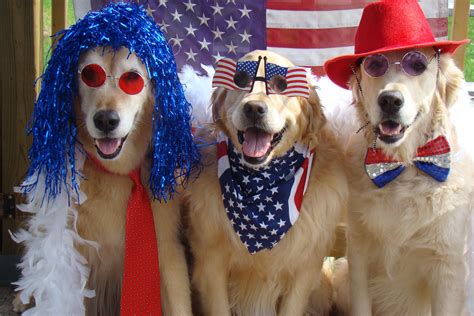 Happy 4th Of July Puppy Images Myindependenceday