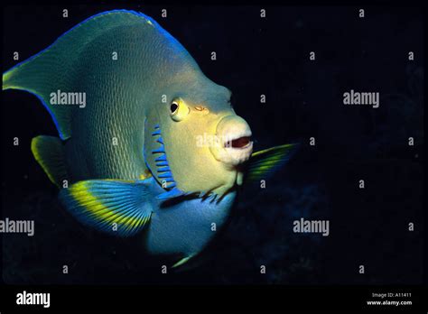 A Blue Angelfish Holacanthus Bermudensis Pauses In Its Daily Routine In