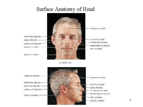 Chapter 12 Surface Anatomy 1 Surface Anatomy Of