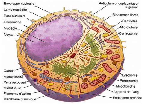 Vocabulaire Cellule Eucaryote Diagram Quizlet