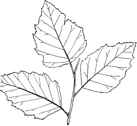 Photograph the leaf at different complex angles, straight on, from above, below, and the side. Leaf Drawing Outline at GetDrawings | Free download