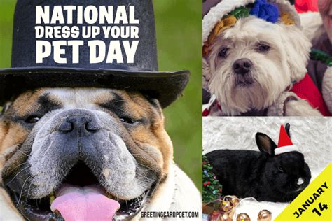 National Dress Up Your Pet Day January 14 Quotes Captions Faqs