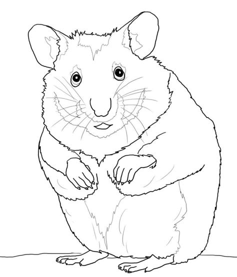 Eigentlich sind meerschweinchen harmoniebedürftige tiere. Ausmalbilder: Ausmalbilder: Hamster zum ausdrucken ...