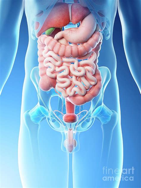 Male Abdominal Organs Photograph By Sebastian Kaulitzki Science Photo