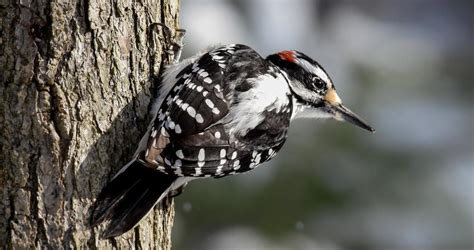 Hairy Woodpecker Identification All About Birds Cornell Lab Of