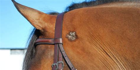 Evidence Based Equine Sarcoid Treatments Reviewed The Horse