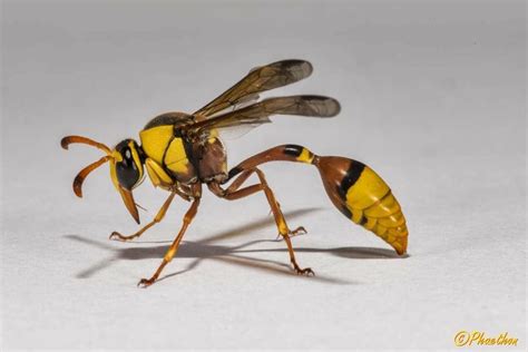 Potter Wasp Macro Photos Strange Insects