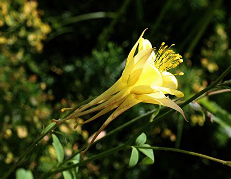 We did not find results for: Spring flowering perennials | New Coley