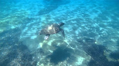 Snorkeling With Caretta Caretta Sea Turtle Agios Sostis Zakynthos