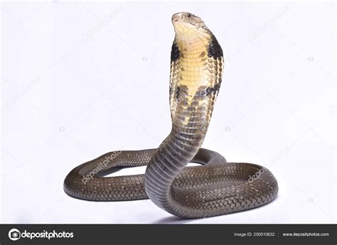 King Cobra Ophiophagus Hannah Largest Venomous Snake Species World