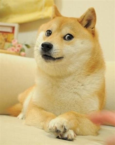 20 ảnh Chó Shiba Meme Cực Kỳ Hài Hước Và Sáng Tạo