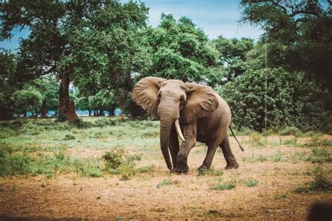 Inside Zambia S South Luangwa National Park • Your Ultimate Safari Guide Wildlife Safari