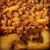 Beekeeping Classes West Virginia